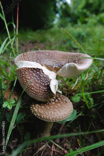 Agaricus pantherinus. Forest mushrooms in autumn. photo