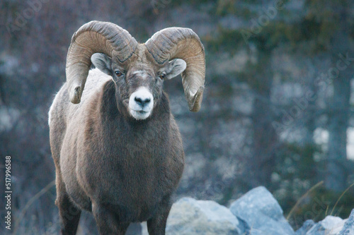 Front view of a bighorn ram mountain sheep