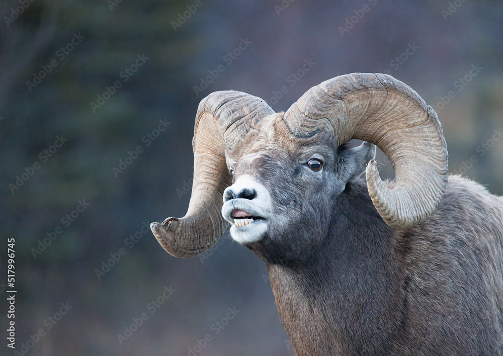 3/4 headhot of a bighorn ram mountain sheep 3/4 headhot of a bighorn ram mountain sheep