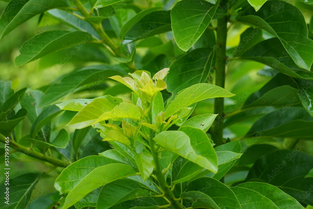 Green young avocado (Persea americana, avocado pear, alligator pear) leaves in the nature background Green young avocado (Persea americana, avocado pear, alligator pear) leaves in the nature background