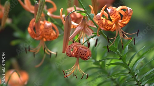 
Tokyo,Japan - July 20, 2022: Tiger Lily or Lilium lancifolium Thunb or Oniyuri in the morning
 photo