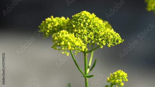 Tokyo,Japan - July 20, 2022: Closeup of Patrinia scabiosifolia or Ominaeshi
 photo