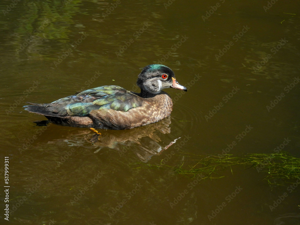 Fototapeta premium Juvenile wood duck swimming in a pond