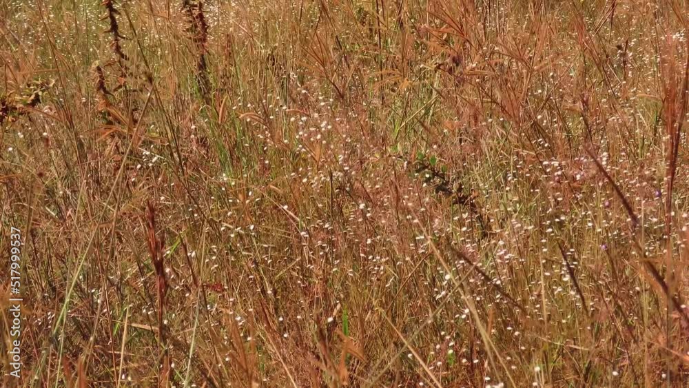 Peaceful flowering grass field Peaceful flowering grass field