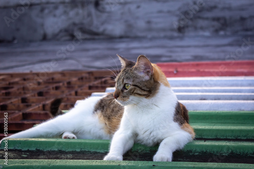 cat on theroof photo