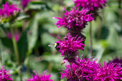 bee on lavender