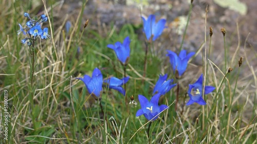 Endemic species plants bloomed over 4 thounds meters attitude in İspir Seven Lakes region. Erzurum-Rize, Turkey photo