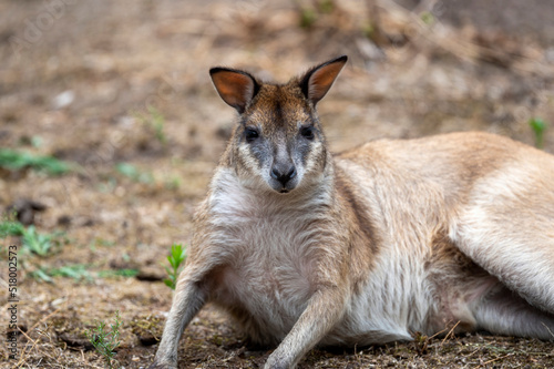 Känguru