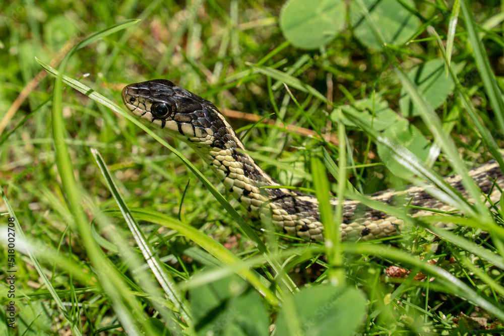 Close-up of garter snake as it moves through grass in backyard Close-up of garter snake as it moves through grass in backyard