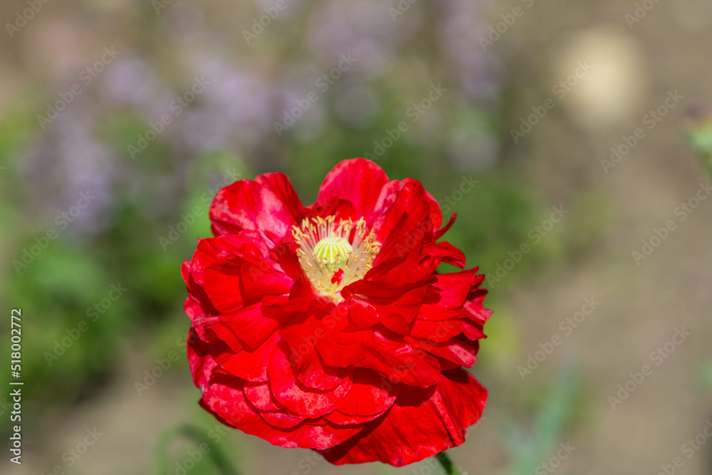 red poppy flower in garden