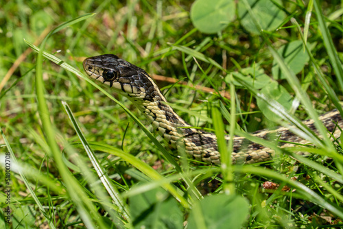 Close-up of garter snake as it moves through grass in backyard