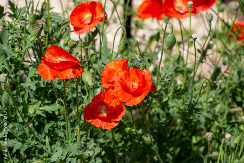 poppies in the field