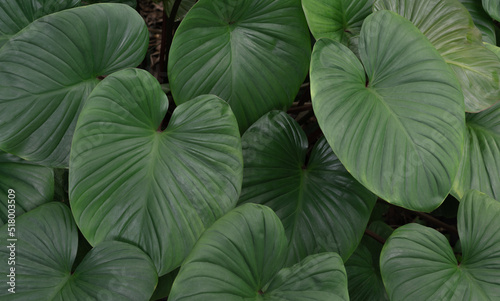 Wallpaper Mural tropical plant exotic leaves Torontodigital.ca