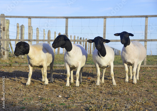 Beautiful female Dorper sheep on the farm photo
