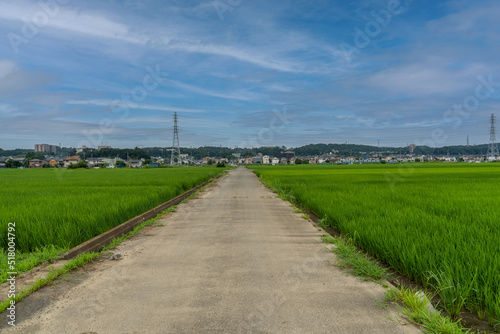 神奈川県の水田風景