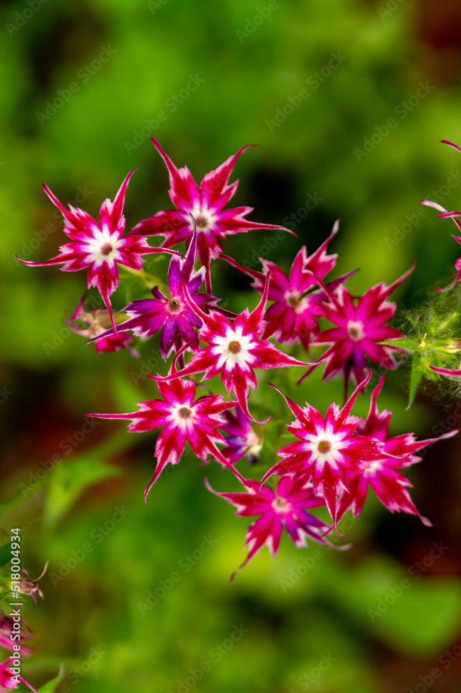 Pink star-shaped phlox with a white center in the summer garden Pink star-shaped phlox with a white center in the summer garden