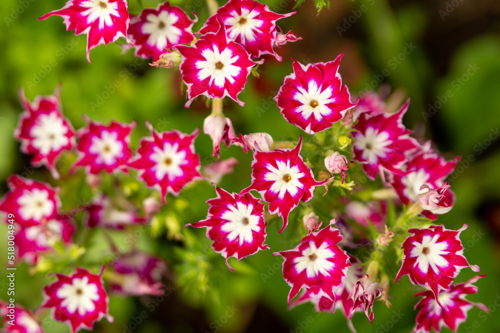 Pink star-shaped phlox with a white center in the summer garden Pink star-shaped phlox with a white center in the summer garden