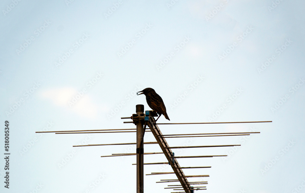 Australian Common Starling (Sturnus vulgaris) Australian Common Starling (Sturnus vulgaris)