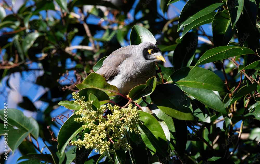 Australian Noisy Miner (Manorina melanocephala) Australian Noisy Miner (Manorina melanocephala)