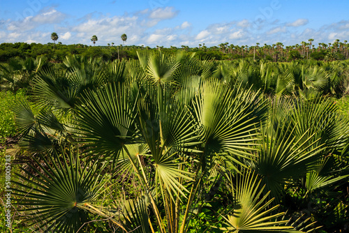 carnauba palmtrees forest in felipe guerra, rio grande do norte state, brazil photo