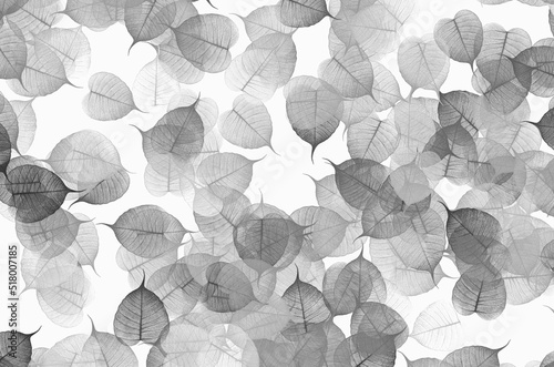 Black and white image of vein leaves on white backgroun