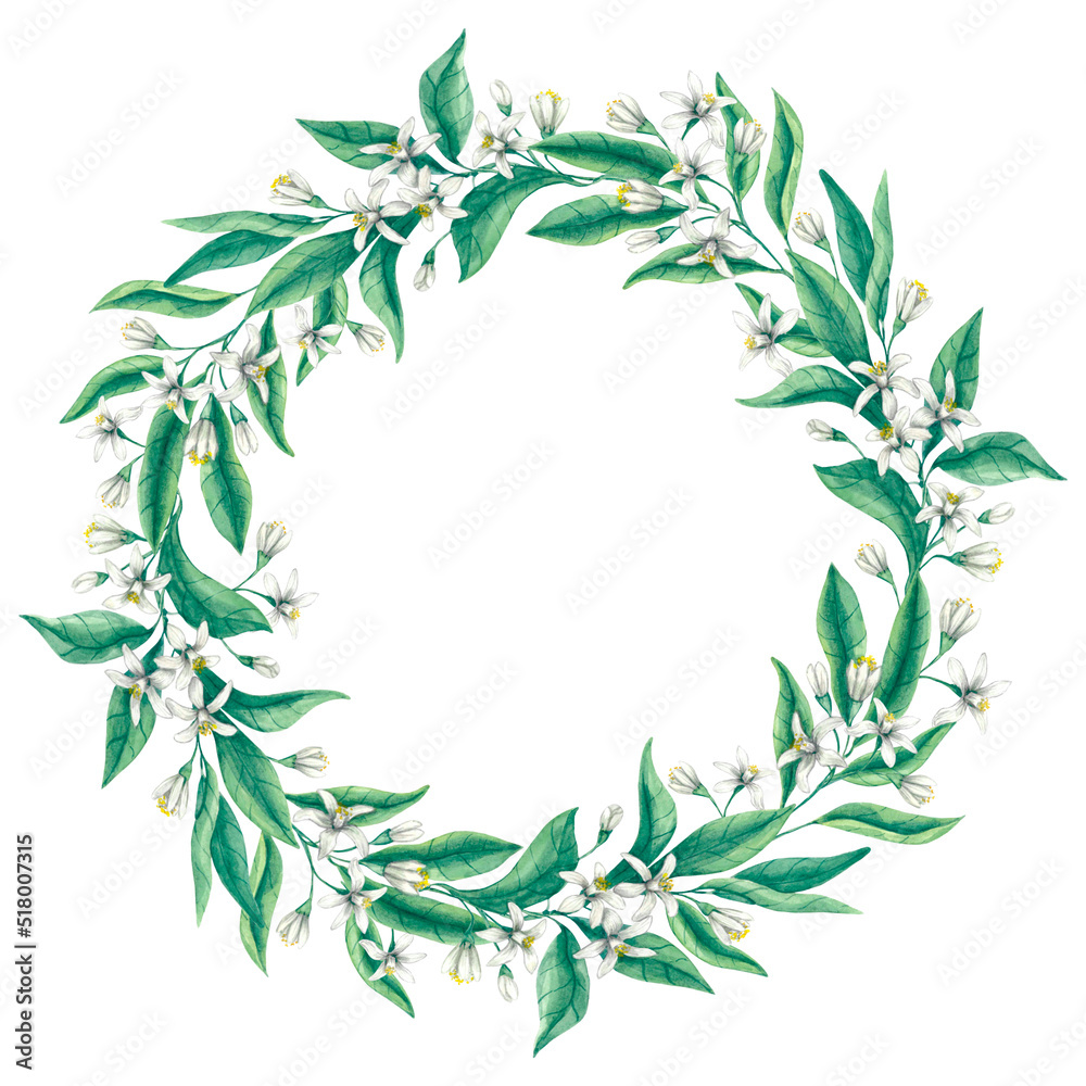 Floral wreath with green leaves and small white flowers of citrus tree branches. Painted by hand in watercolor. Natural frame isolated on white background.