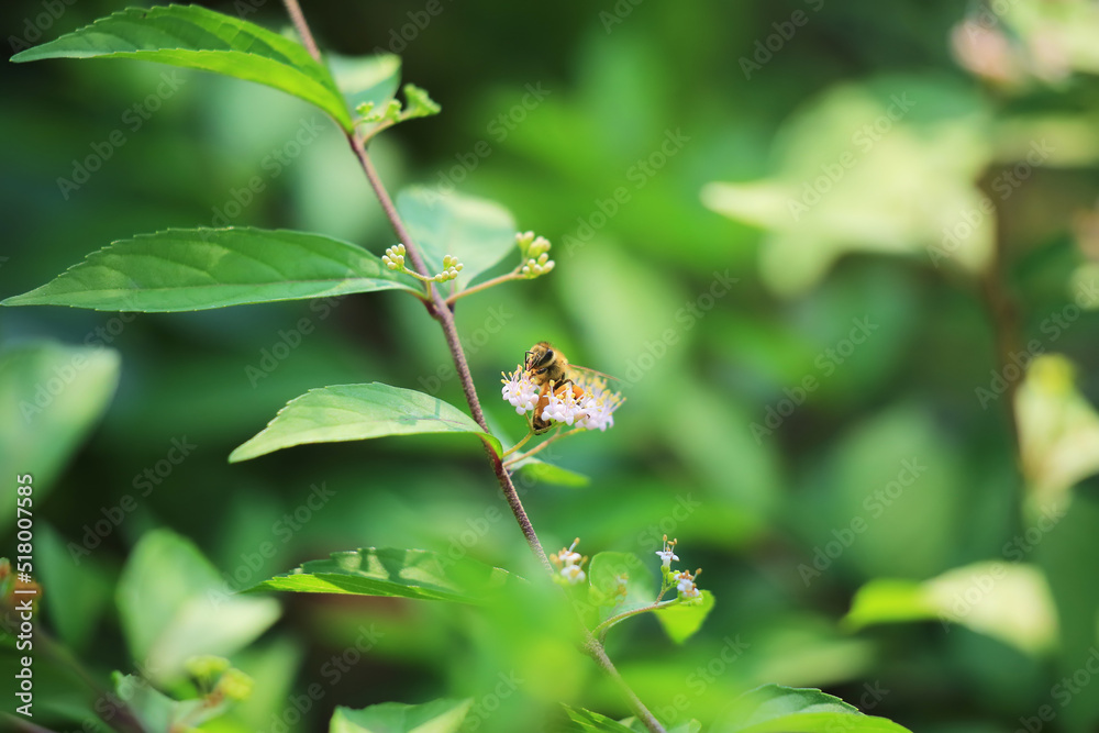 コムラサキシキブのピンク色の小さな花の花粉を集めにきたミツバチ