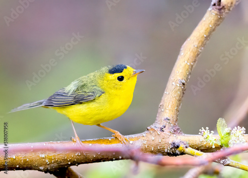 Obraz na plátně Wilson's warbler perched on a dead tree limb