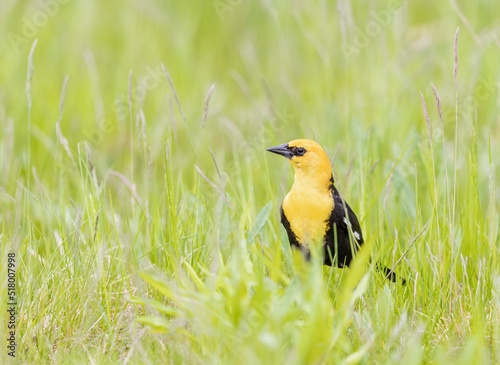 Yellow headed blackbird male in the grass