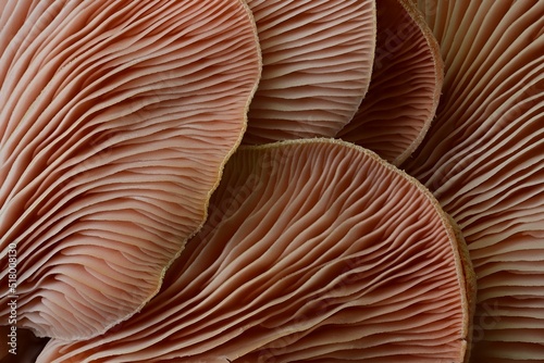 Photo pink oyster mushrooms