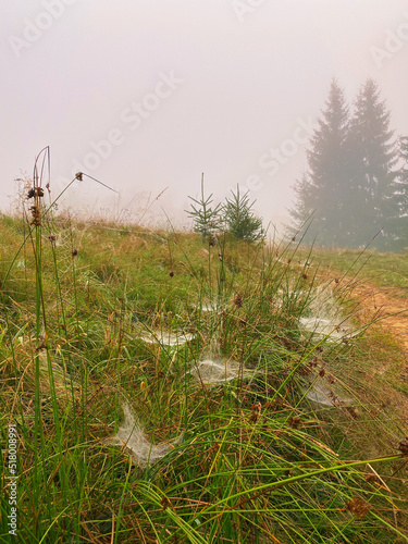 Grass in the fog/Herbe dans le brouillard