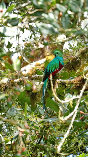 Resplendent quetzal (Pharomachrus mocinno) perched in a tree near the Paraiso Quetzal Lodge outside of San Jose, Costa Rica
