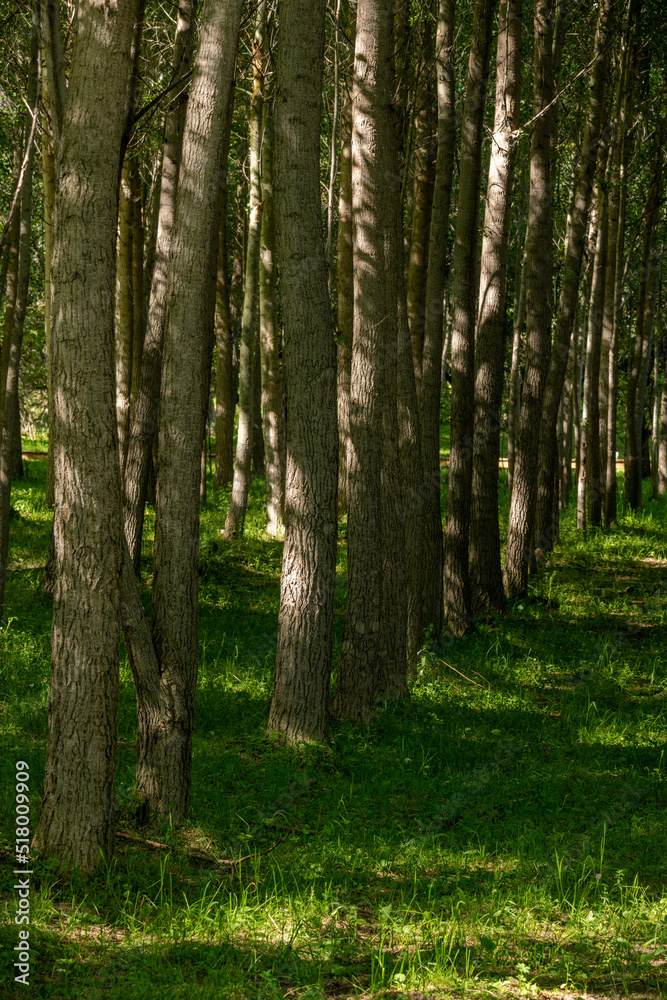 Fototapeta premium trees with shadow in forest 