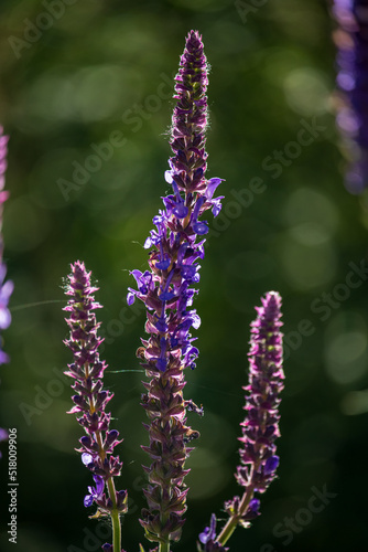 purple salvia flowers in sunlight