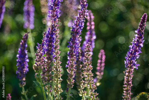 purple salvia flowers in sunlight