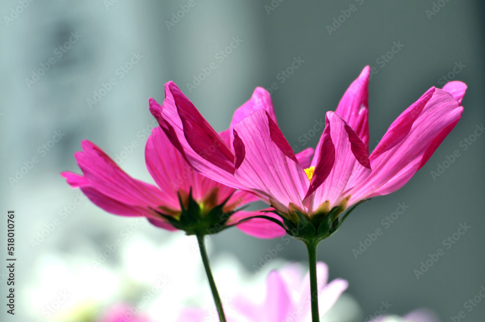 pink cosmos flower in garden