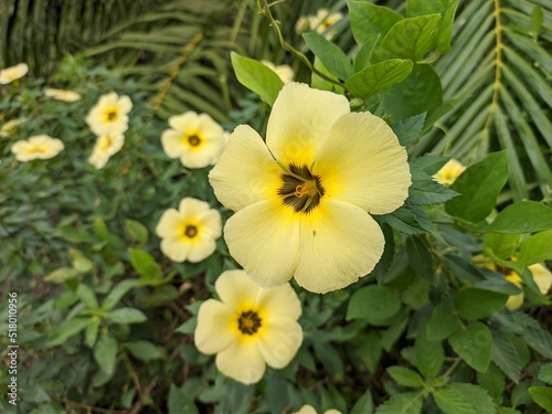 Damiana Flower (Turnera Ulmifolia) blooming in the morning photo