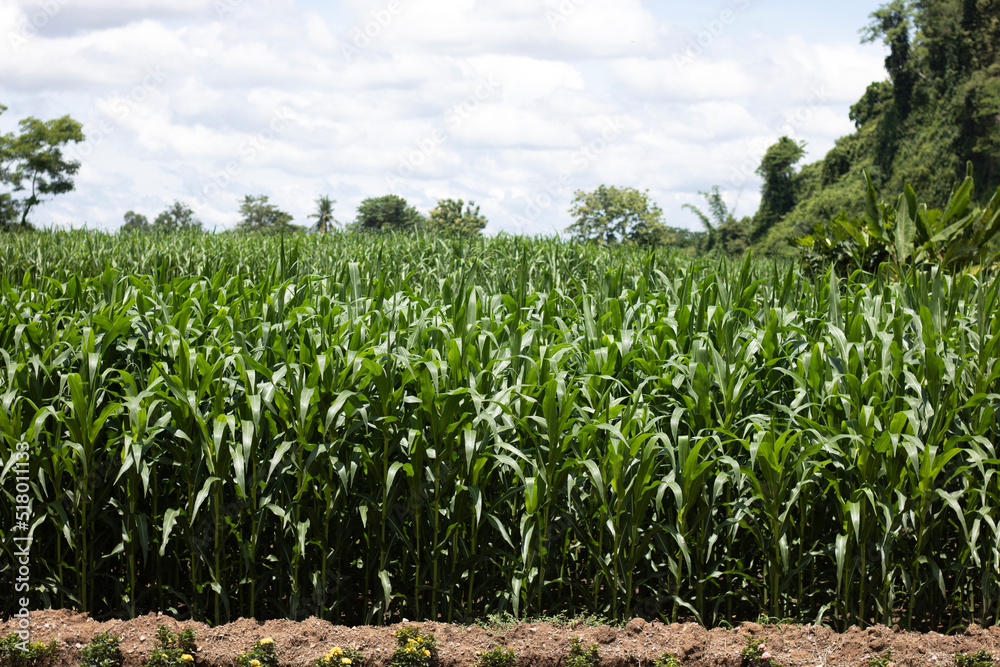 Corn fields in Noen Maprang District, Phitsanulok Province. Corn fields in Noen Maprang District, Phitsanulok Province.