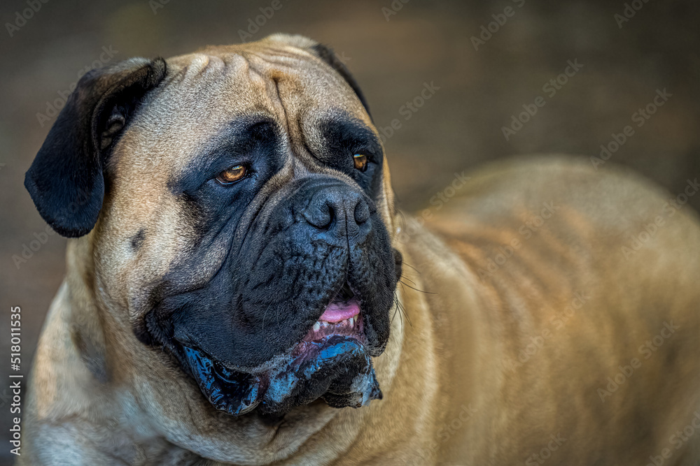 2022-07-19 LARGE BULLMASTIFF LYING ON THE GROUND WITH STUNNING EYES WITH A BLURRY BODY AND BACKGROUND AT A OFF LEASH ARA IN REDMOND WASHINGTON.