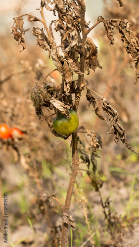 Harvest overripe tomatoes on dry stems in autumn photo
