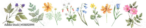 Εκτύπωση καμβά Collection of watercolor, field plants, flowers, herbs and berries hand-drawn in watercolor