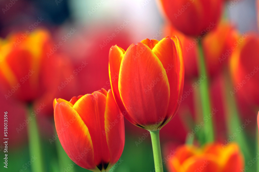 Fototapeta premium blossoming tulips in spring