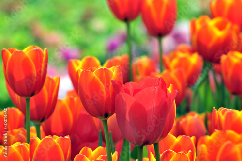 blossoming tulips in spring