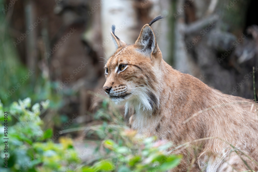 Naklejka premium Luchs
