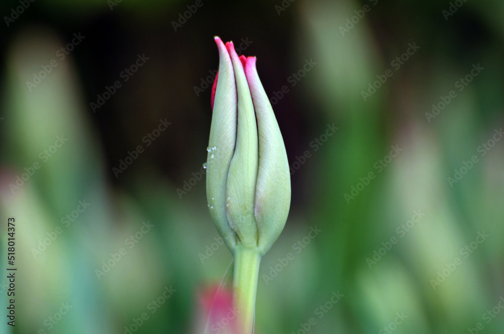 Obraz premium blossoming tulips in spring