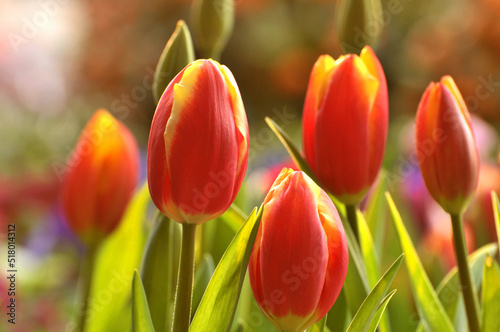 blossoming tulips in spring