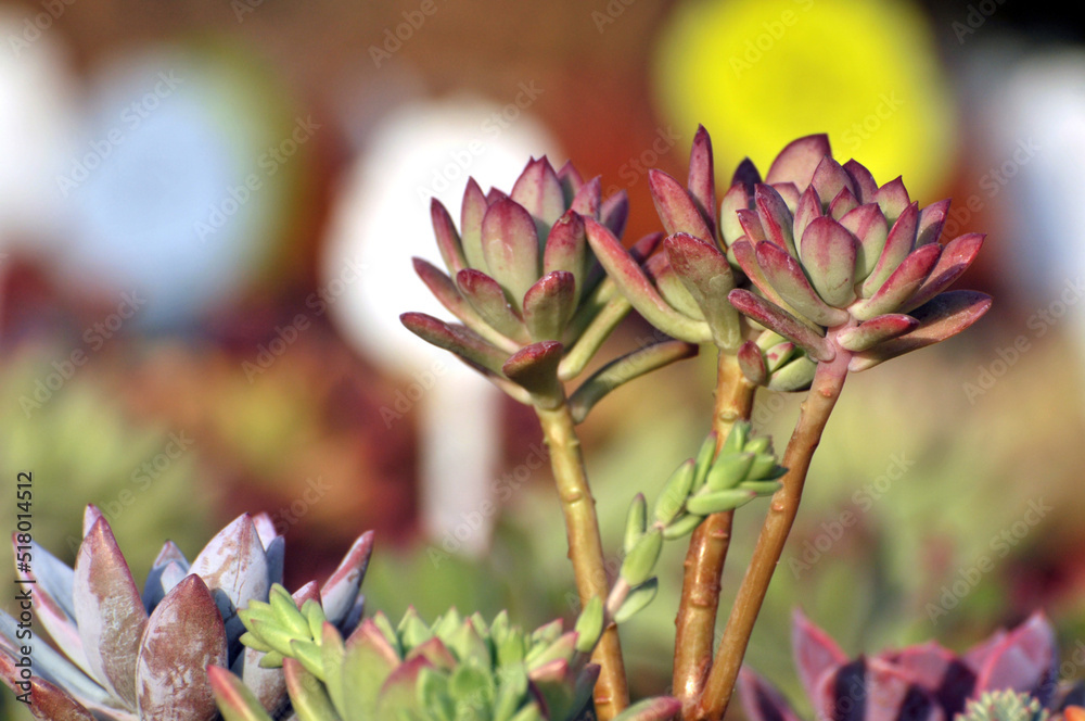 The close-up of succulent plants The close-up of succulent plants