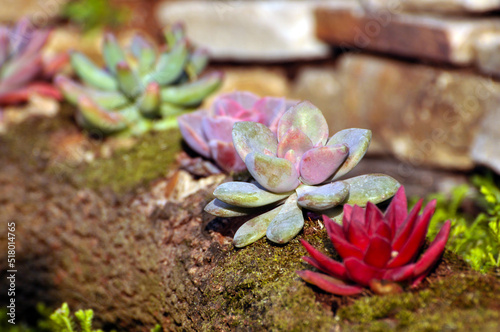 The close-up of succulent plants photo