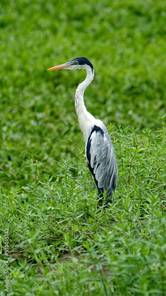 Fototapeta premium Cocoi heron (Ardea cocoi) surrounded by vegetation in the La Segua Wetlands outside of Chone, Ecuador