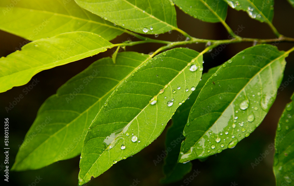 fresh leaf with water drop after rain with sun light. fresh leaf with water drop after rain with sun light.